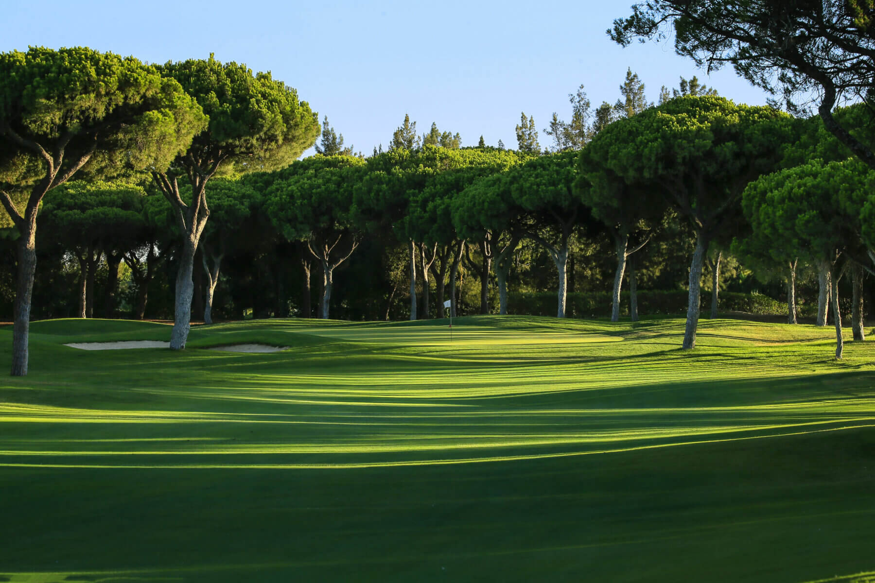 Bushy Umbrella pines dominate a fairway and green