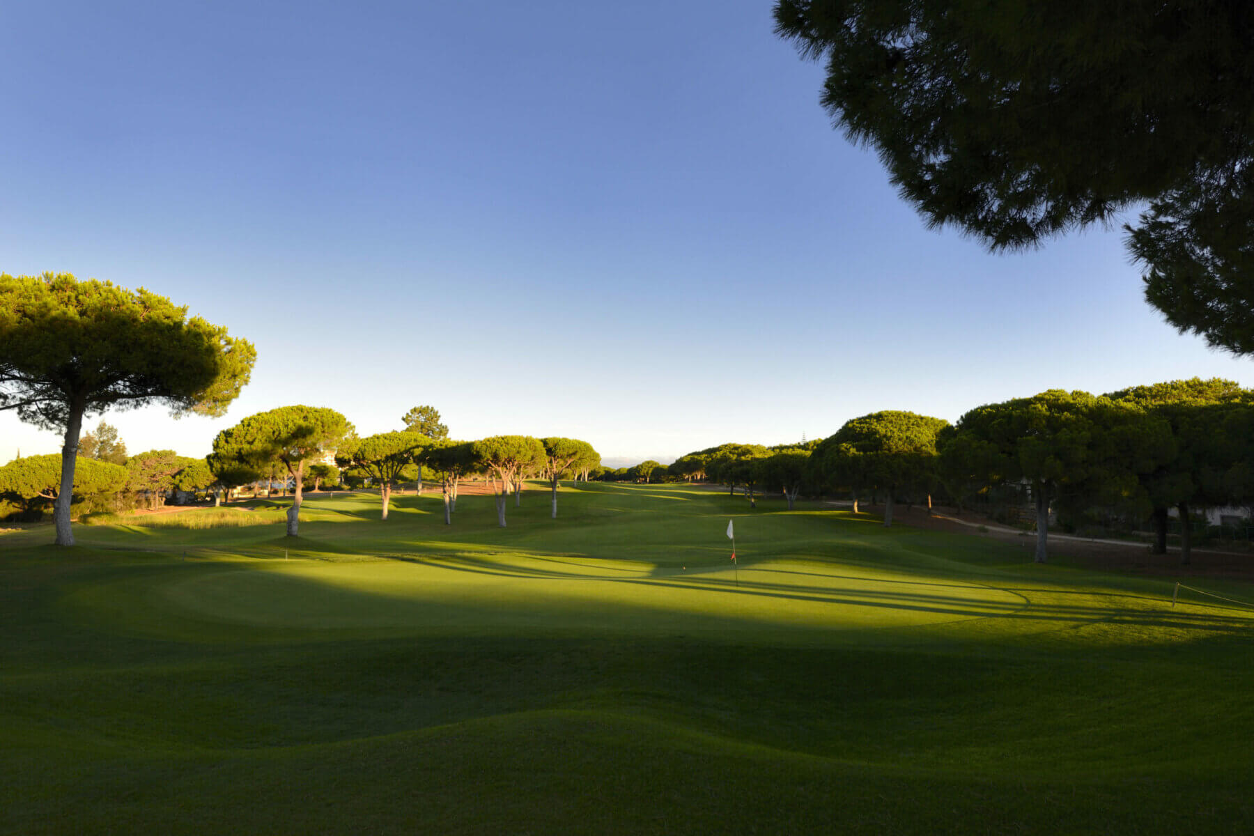 Open fairway is lined with umbrella pine trees