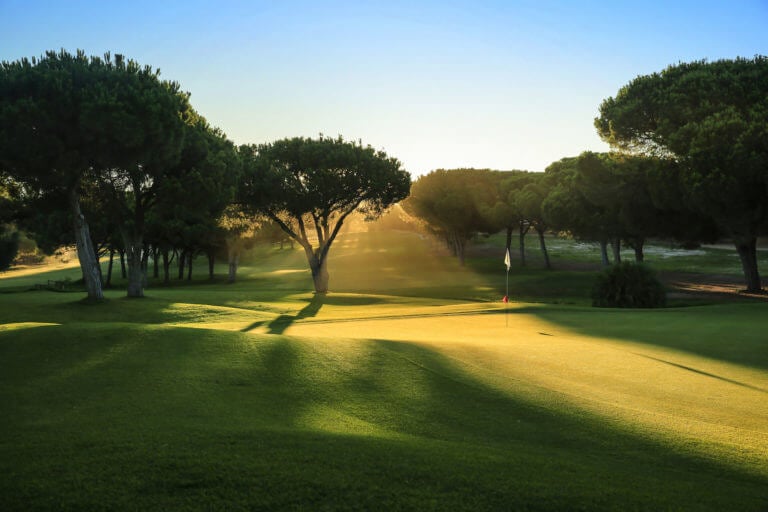 Golden shafts of light shine through pine trees on the Pinhal golf course