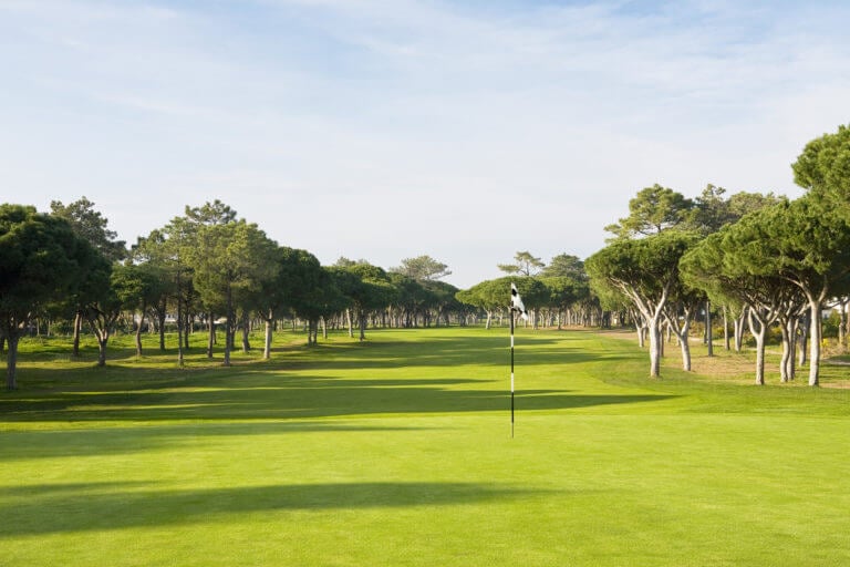 Flat fairway flanked by pine trees