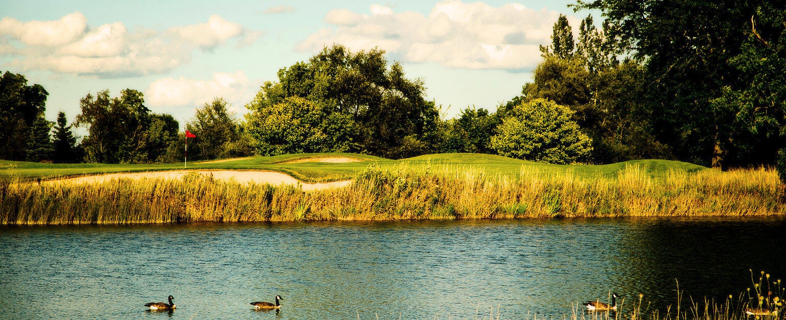 Duck swims in a lake next to the Trevino Course